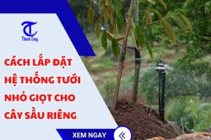 Cách lắp đặt hệ thống tưới nhỏ giọt cho cây sầu riêng