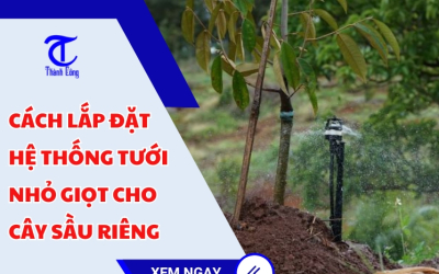Cách lắp đặt hệ thống tưới nhỏ giọt cho cây sầu riêng
