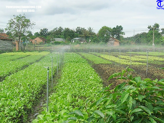 cách lắp đặt hệ thống tưới phun mưa hiệu quả