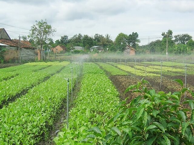 hệ thống tưới phun mưa cho vườn được ưa chuộng nhất